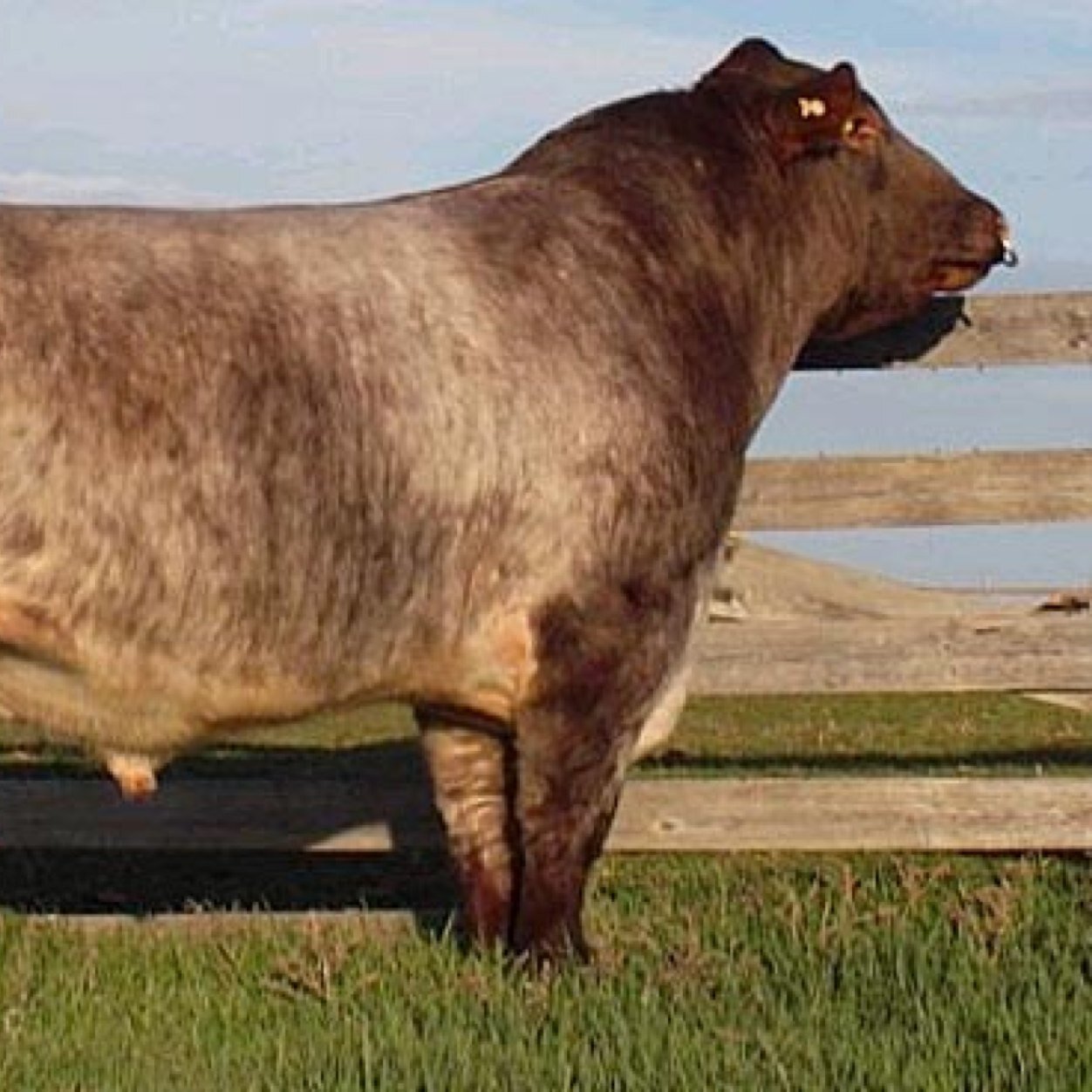 CRanchhand's profile picture. Don't take life to seriously, You won't make it out alive