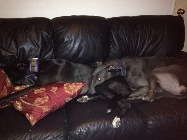 We are a brother & sister. We are much loved ex racers with bendy noses. When motivated our noses can sniff round corners. we loves mischeif and shenanigans