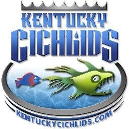 Premium quality African Cichlids to your door!