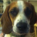 David Hackler - @BeagleDogFA - Twitter