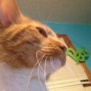 jessie marie jamison - @rainbowheadband - Twitter