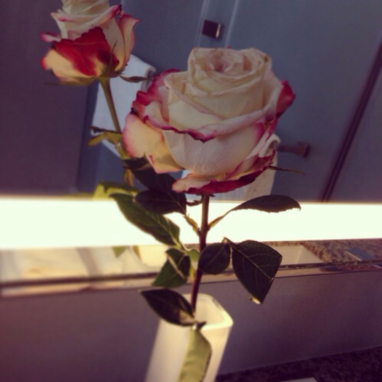 sara_s80_'s profile picture. الفردوس بإذن الله ❤️