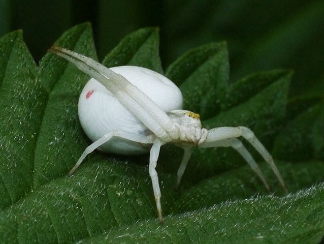 North Walian wildlife generalist - but mostly inverts. Passionate about re-wilding.