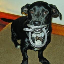 dog rescue, dog training, dog products