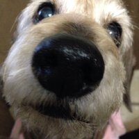 しゃおちゅえん (@str430) 's Twitter Profile