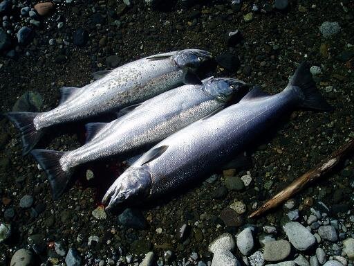 釣りが大好き　アウトドア最高～！
考え方は　自由人です。