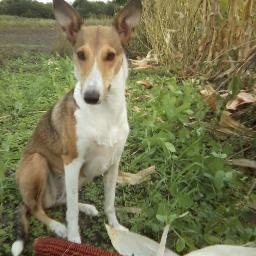 farming vegetables, fruits grains and raising animals