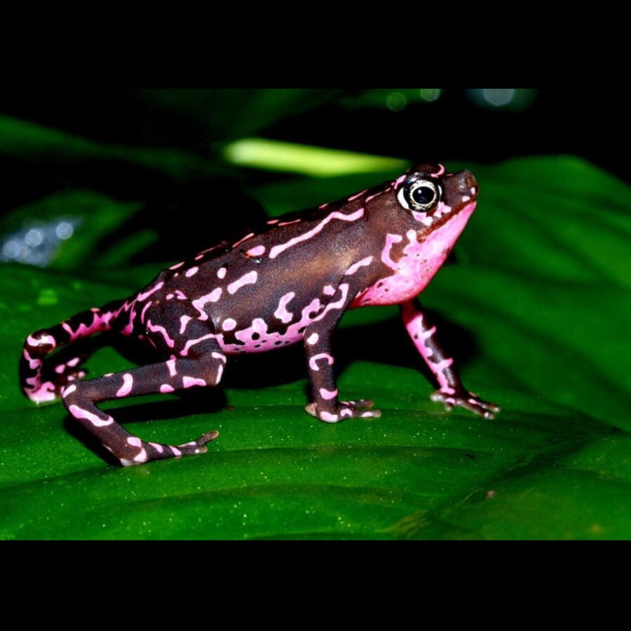 Most eye-catching frog pictures. Enjoy!