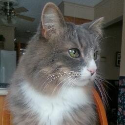 _SmokeyTheCat's profile picture. My name is Smokey and I have more thumbs than you. I like aluminum foil balls and climbing on the counter.