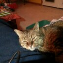 Sheila Craft - @FinoFiend - Twitter