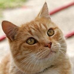 人間の言葉を読み書きしますが、中身はネコです。Pythonと猫が好きです。猫画像ファボは手動です。RT多め。