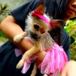 Dog lover | Fashionista Wannabe | Forever Student | Twitter No0b