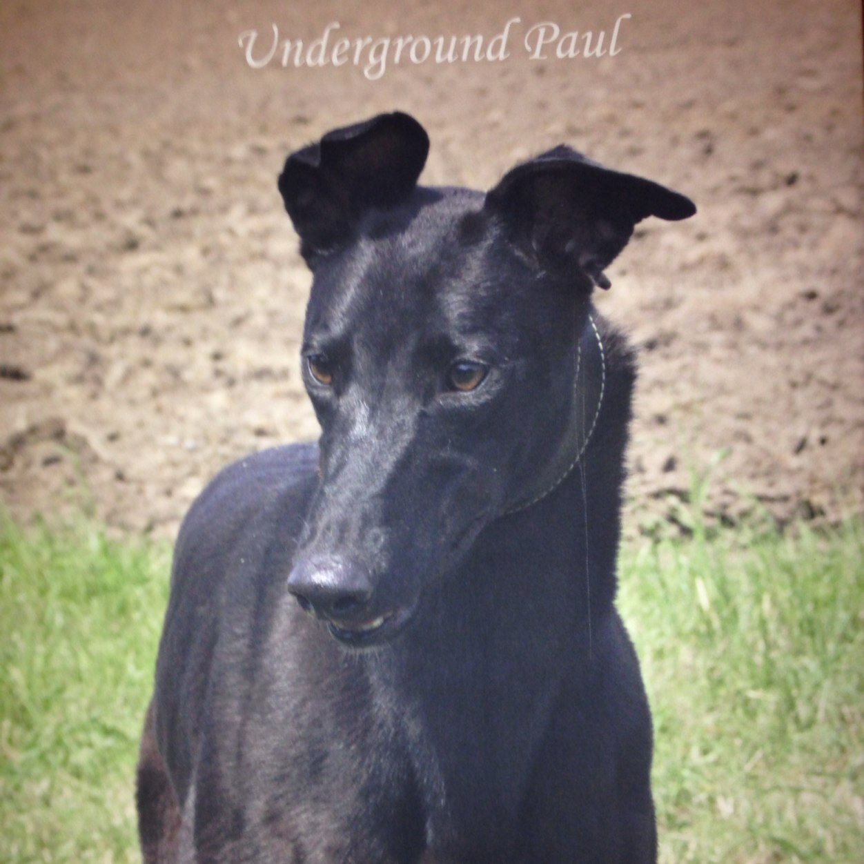 run the underground greyhounds syndicate. love the dogs. work hard party hard. life's to short not to