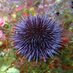 Sparky Urchin (@sparkyurchin) Twitter profile photo