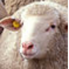 羊さんのプロフィール画像