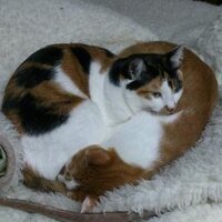 れいちぇる@竹の中にいる/ライネゼーレ (@luckystarreine) 's Twitter Profile Photo