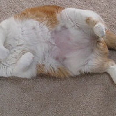元気が出る猫tv Genkinekotv Twitter