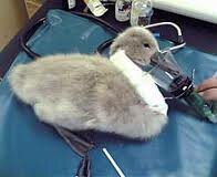 #Those Swans Are Sick