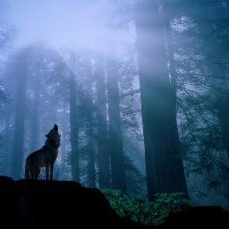 heyalong1984's profile picture. 一个简单平庸的人