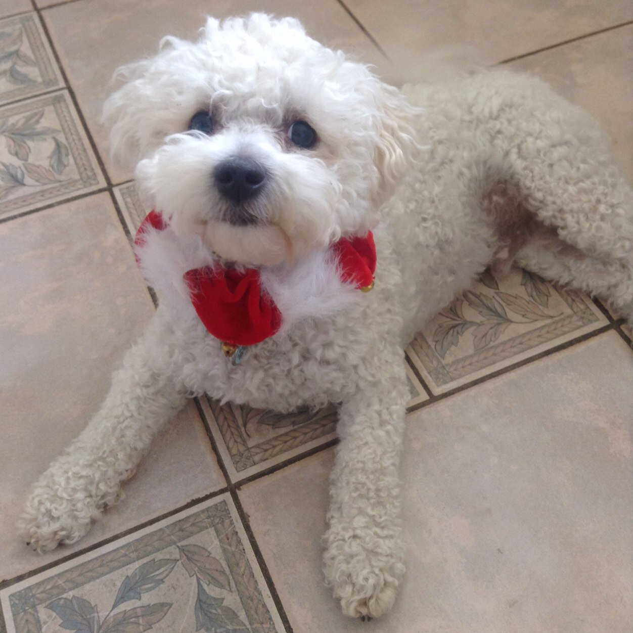 Angellula's profile picture. 