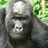 Hagegorira1919's profile image