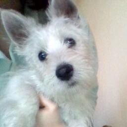 Hellen_XD's profile picture. XD lol