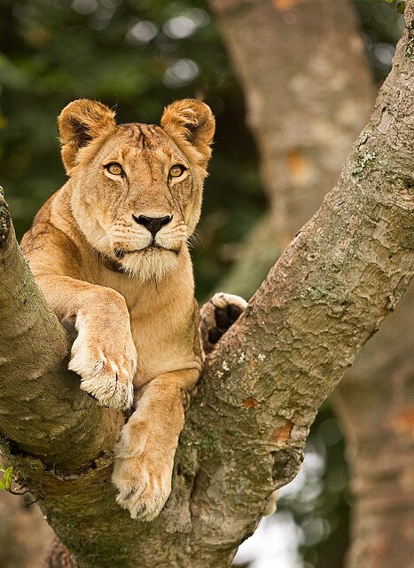 Uganda Tourist Guide is an insider's travel and tourism to Uganda featuring sightseeing tours, safari lodges, tourist attractions, articles and news