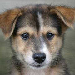 Bringing Awareness to the Over Population and Dumping of Stray Dogs on the Streets and Beaches of Puerto Rico. Help Us Help Them.