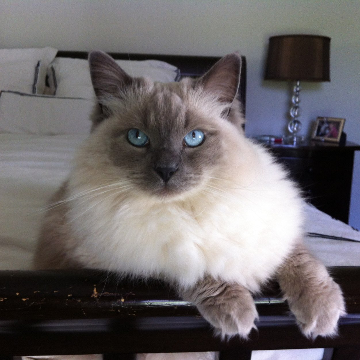 SkipitoFriskito's profile picture. I eat, sleep, and shed fur all over the house ;)