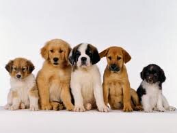 Intento localizar a todas las personas afectadas por la VENTA de CAHORROS ENFERMOS en tienda @PuppiesMadrid.