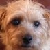 Susie Carnegie (@thecarnegies) Twitter profile photo