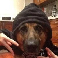 PerroFlow (@perro_flow) 's Twitter Profile