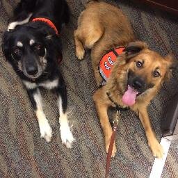 Oklahoma State's pet therapy program promoting wellness for America's Healthiest Campus