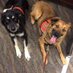 Pete's Pet Posse (@pets4pete) Twitter profile photo Pete's Pet Posse (@pets4pete) Twitter profile photo