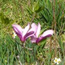 JoAnn Brandon - @DiamondB2014 - Twitter