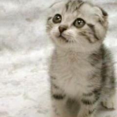 Meoow! (Katzen sind Niedlich/Awsome)