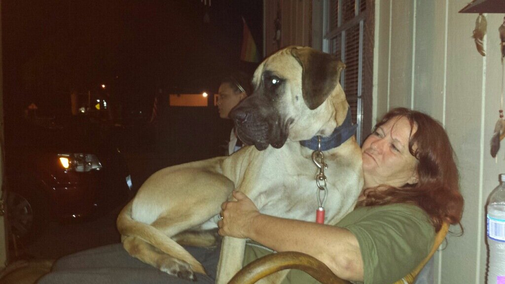 AnneBergstrom1's profile picture. Official English Mastiff rocker. Mother of 4 ( 2 have 4 legs) Grandmother of 3 (2 have 4 legs). Love my family, reading, hiking, photography, and being home.
