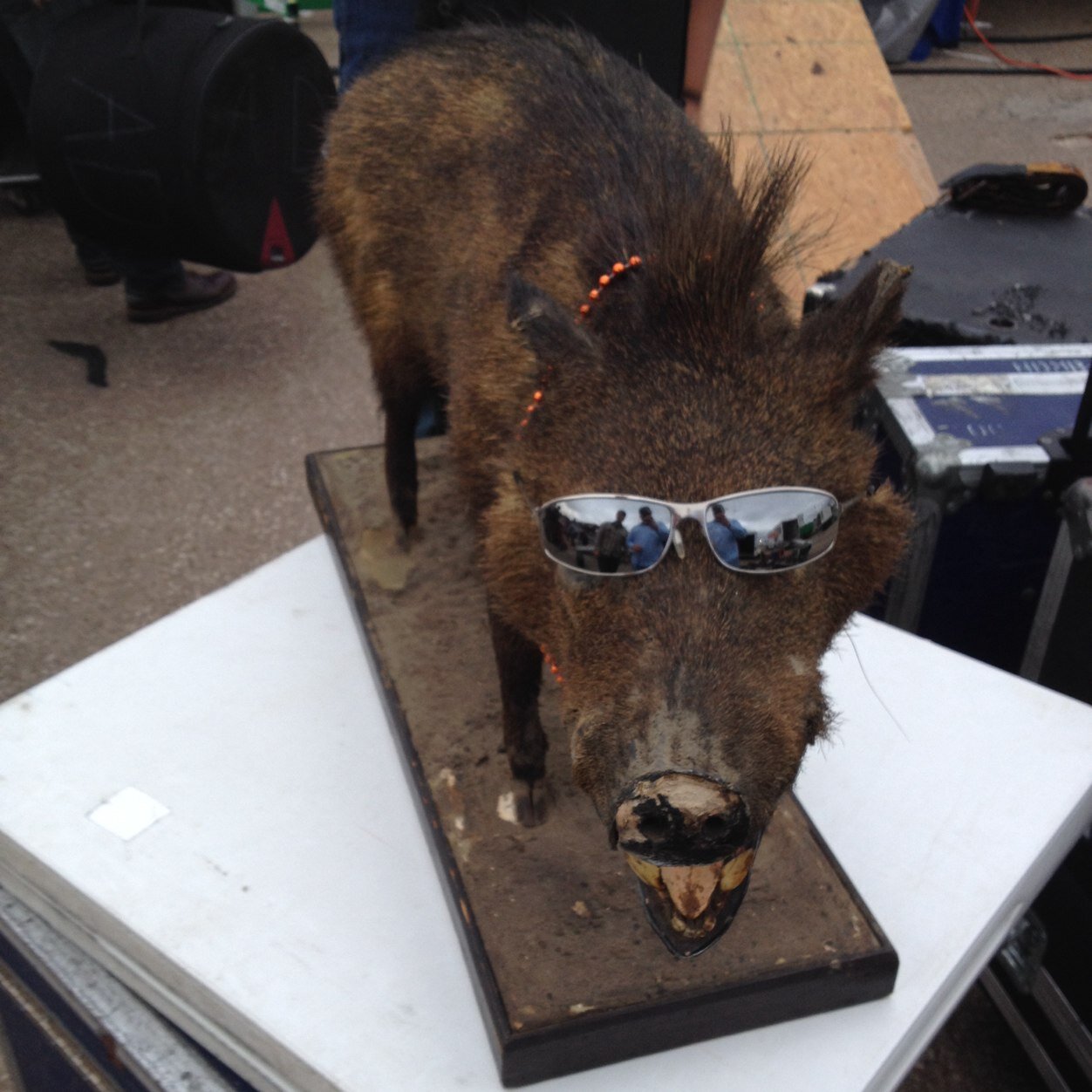 teamsteve83's profile picture. 