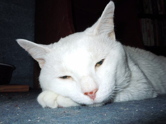 big_congo_23's profile picture. 