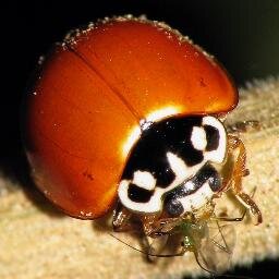 problemaplagas's profile picture. Información sobre el control de plagas, prevención, recomendaciones y noticias