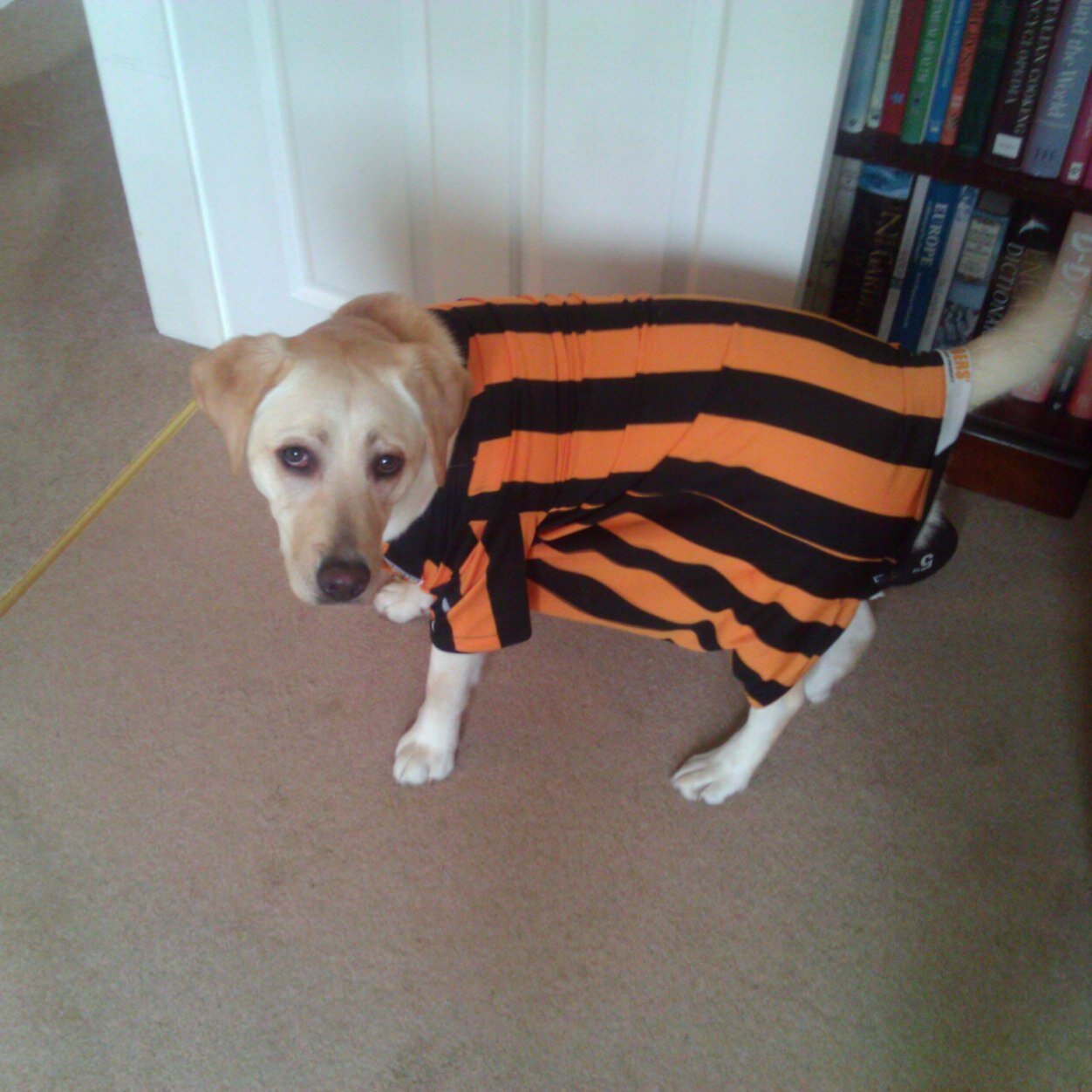 mikepercival's profile picture. Mercedes Benz Business Manager