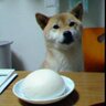 dog_and_anman's profile picture. 楽天銀行からのお知らせ〔入金がありました〕