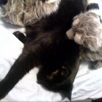 Angela Casey (@oncewasgloria) 's Twitter Profile