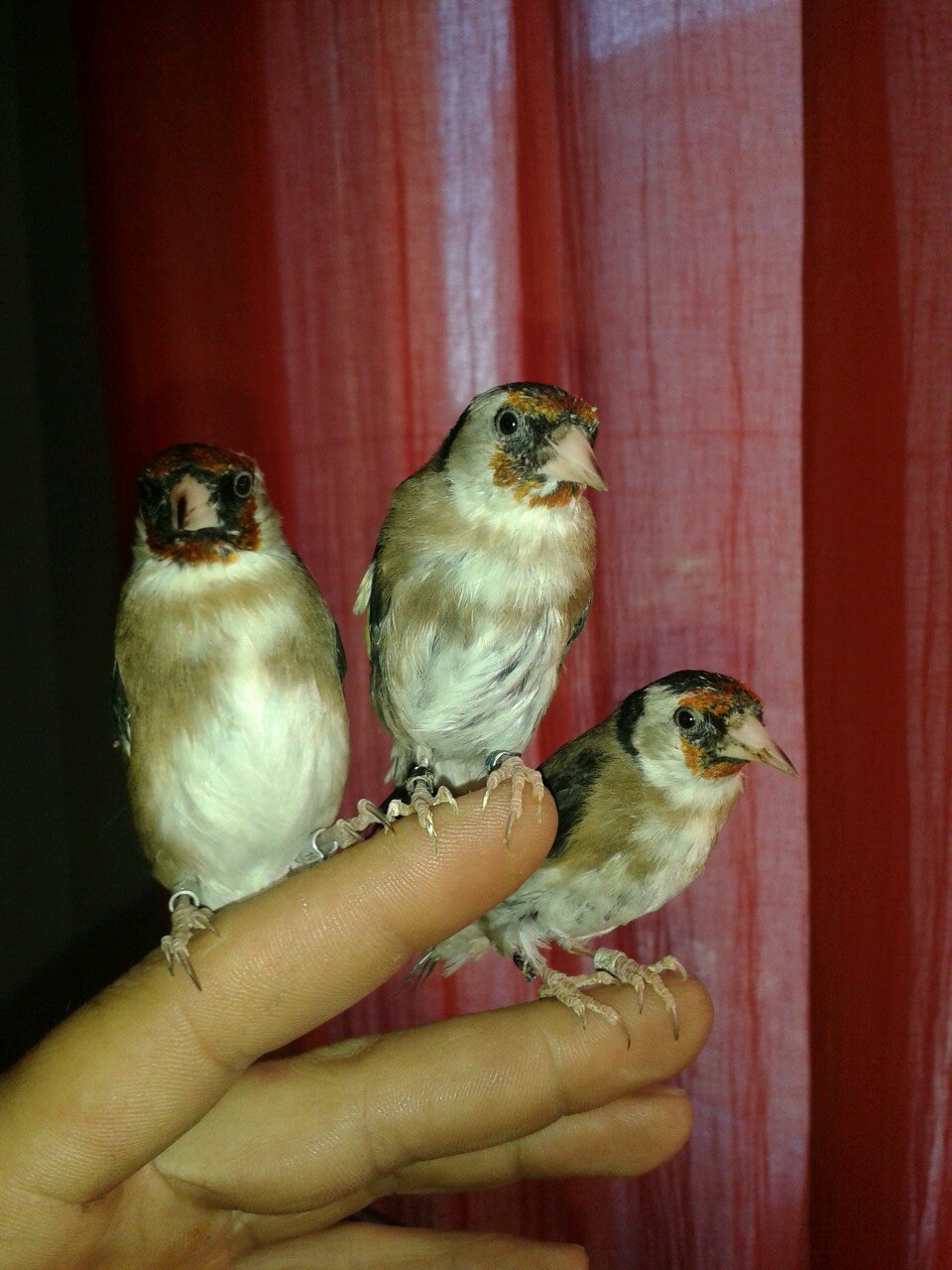 tripleondadj's profile picture. frutero y criador de jilgueros parva en cautivida para la educacion del canto silvestre