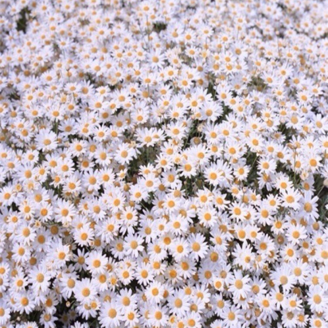 CSDA_dancer's profile picture. 