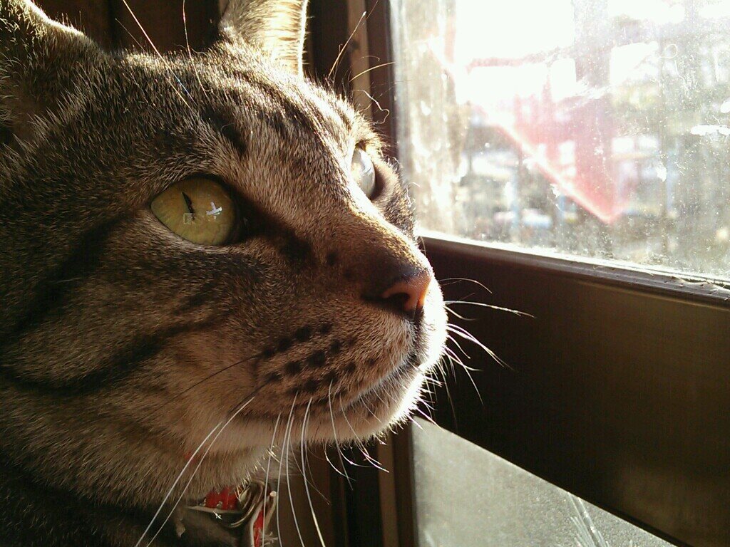 気軽にフォローしてください(*◐∀◐*)
2016.12.08にちび出産