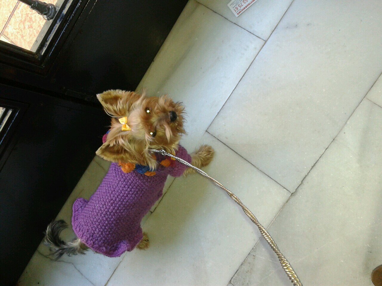 Modamascotas1's profile picture. Moda y complementos de punto hechos a mano para mascotas. Envio a toda España . Contacto por mensaje directo o correo: inmaht@hotmail.com