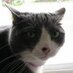 Lord Timothy John Eastman (@prezteastman) Twitter profile photo
