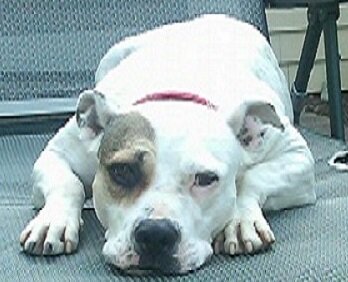 LucyLuluGo's profile picture. Avid outdoors dog!