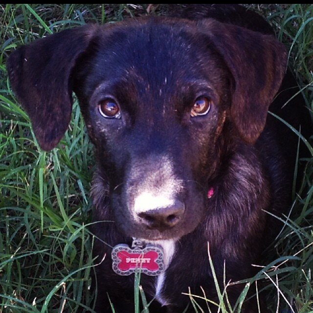 I am a Labrador puppy who was rescued by my loving owner and forever friend @wk4coffee. I ♥ Dogs, people, acorns and my best friend, Harley Quinn! #SpayPride